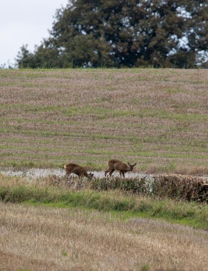 Hollins Farm - Dog Friendly, Self Catering *